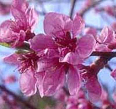 ����� ���� ����� ������� persica nucipersic